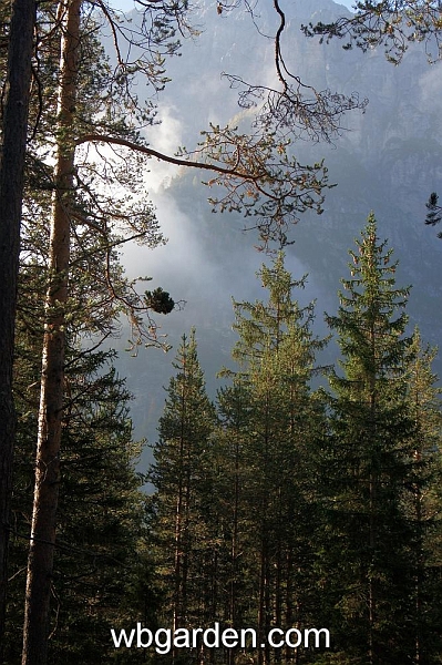 wbgarden alps 5.JPG